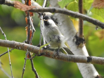 Marsh Tit 豊平公園(札幌市) Thu, 10/3/2019