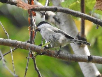 ハシブトガラ 豊平公園(札幌市) 2019年10月3日(木)