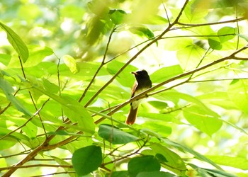 サンコウチョウ 新宿御苑 2019年10月2日(水)