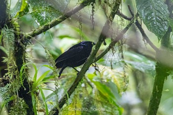 Taveuni Silktail Taveuni Island Fri, 9/20/2019