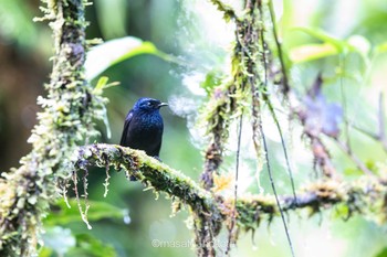 Taveuni Silktail Taveuni Island Thu, 9/19/2019