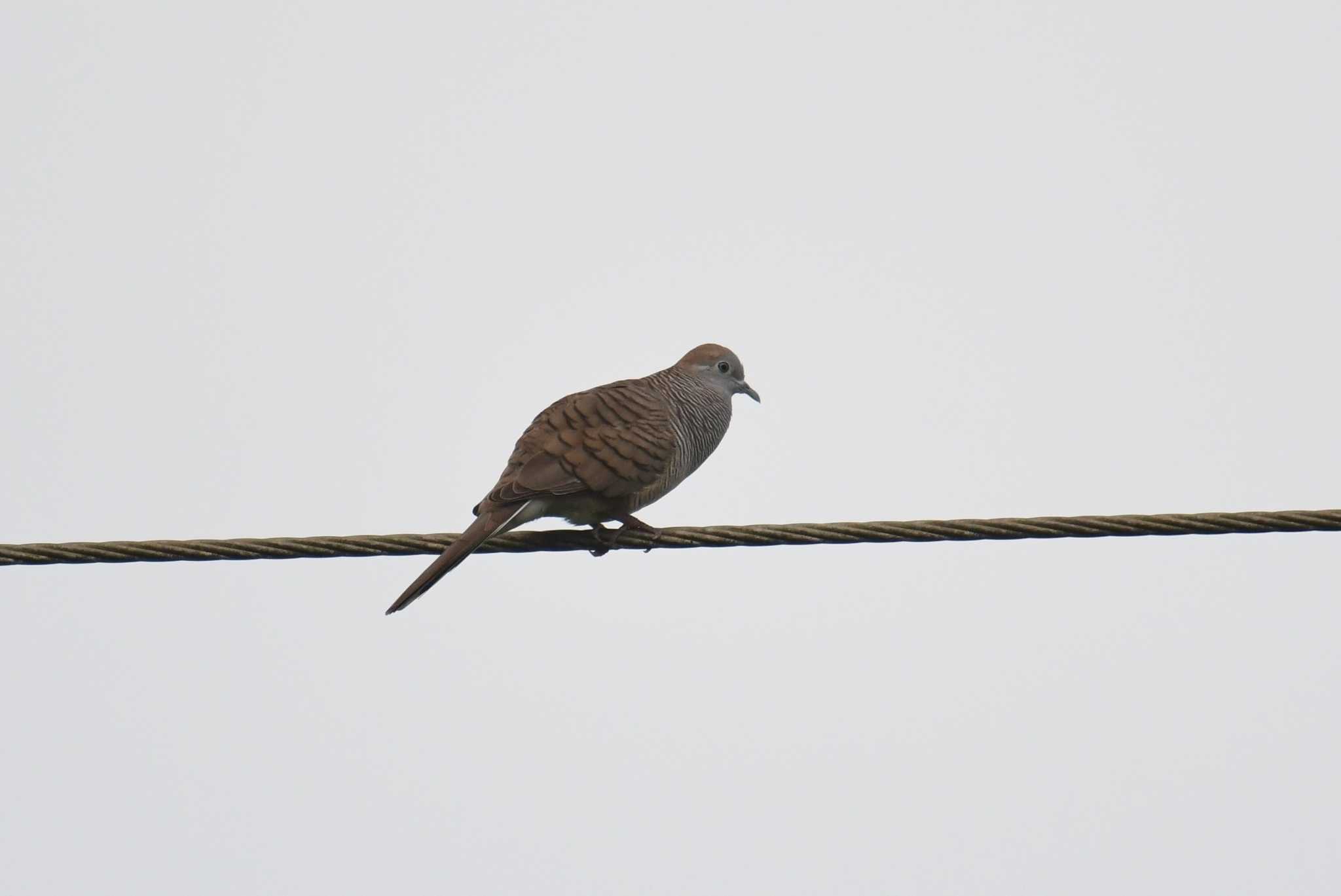 Photo of Zebra Dove at Kaengkachan Lake Hill Resort by あひる