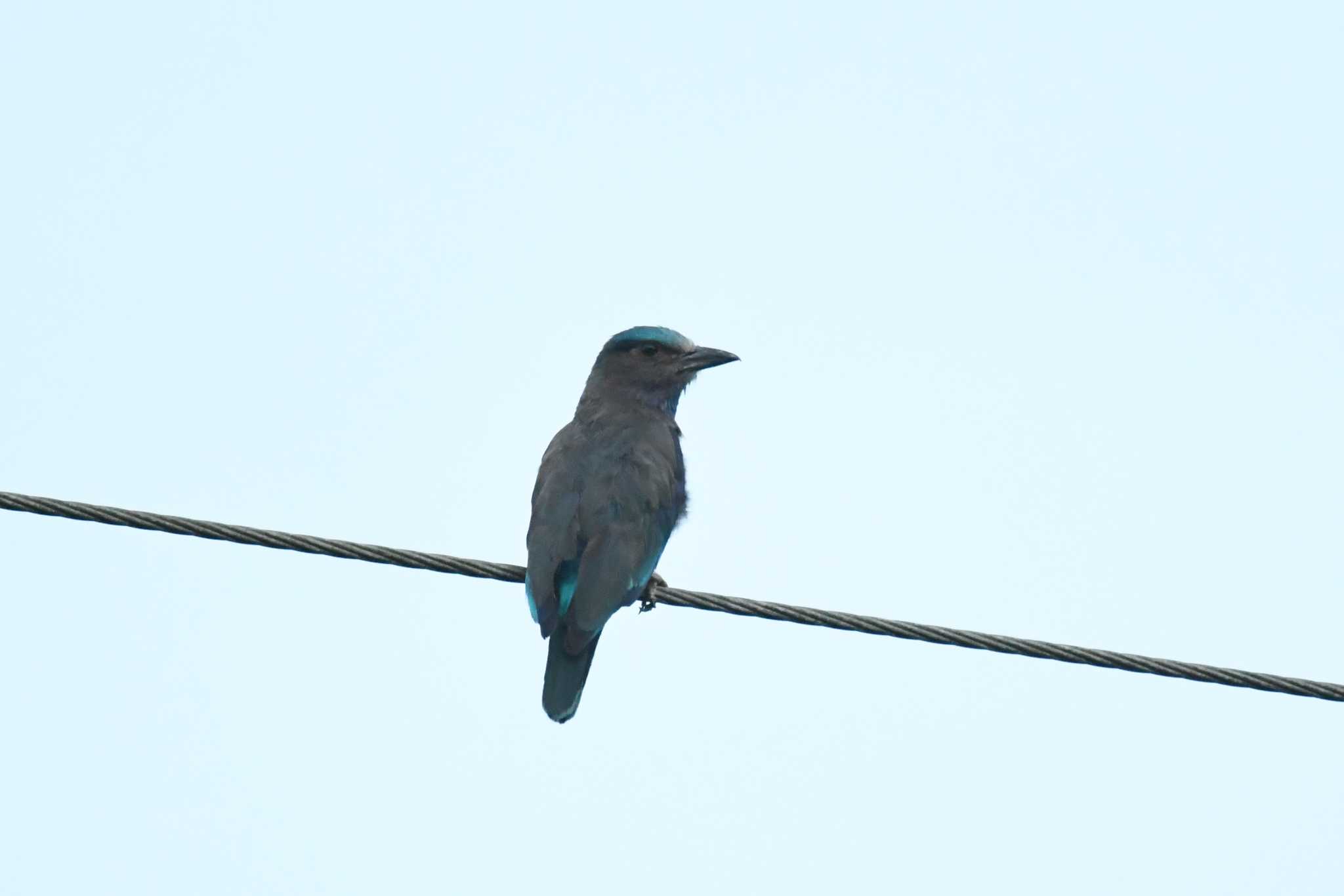 Photo of Indochinese Roller at Kaengkachan Lake Hill Resort by あひる