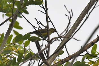 Brown-throated Sunbird Kaengkachan Lake Hill Resort Mon, 6/3/2019