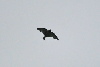 Ashy Woodswallow Kaengkachan Lake Hill Resort Mon, 6/3/2019