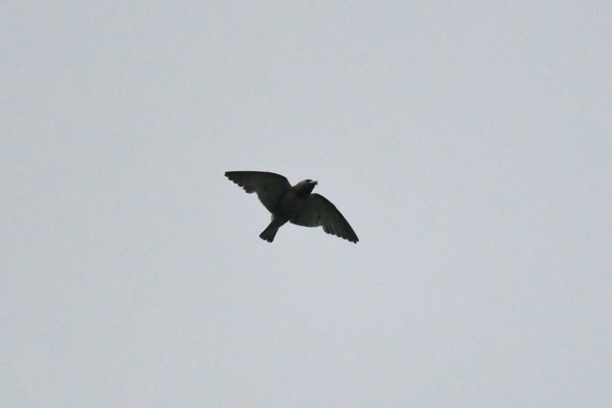 Photo of Ashy Woodswallow at Kaengkachan Lake Hill Resort by あひる