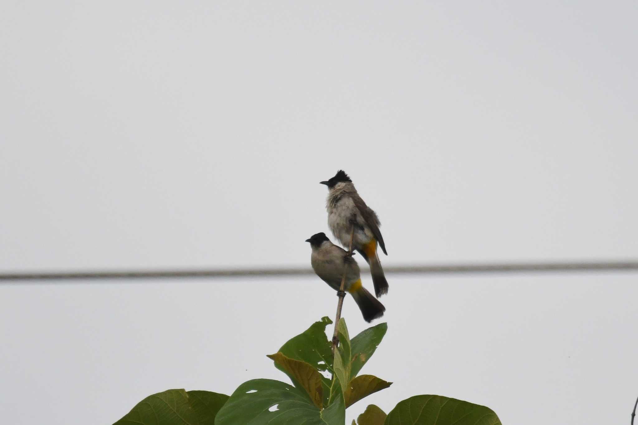 Photo of Sooty-headed Bulbul at Kaengkachan Lake Hill Resort by あひる