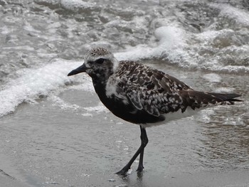 Grey Plover