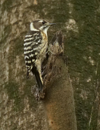 Japanese Pygmy Woodpecker さくら草公園 Tue, 10/1/2019