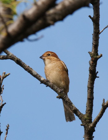 Bull-headed Shrike さくら草公園 Tue, 10/1/2019