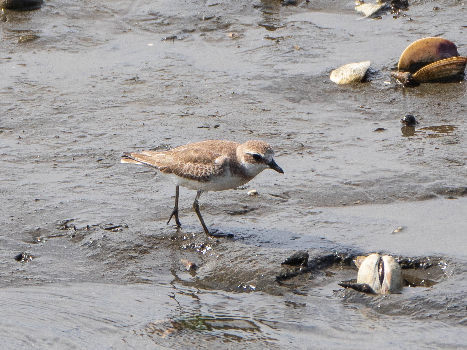 Siberian Sand Plover