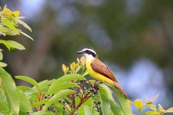 Great Kiskadee Parque Metropolitano La Sabana （Costa Rica) Sat, 9/14/2019