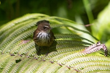 Fiji Streaked Fantail タベウニ島 2019年9月19日(木)