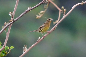 ノジコ 伊良湖岬 2019年10月3日(木)