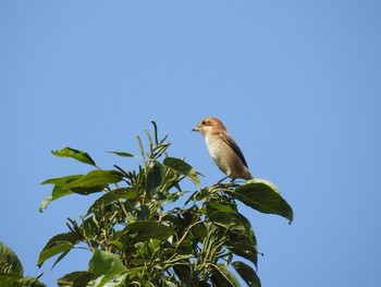 Bull-headed Shrike Mizumoto Park Wed, 10/2/2019