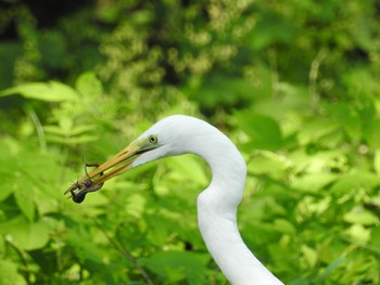 Medium Egret Mizumoto Park Wed, 10/2/2019