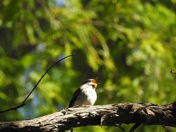 Grey-streaked Flycatcher Mizumoto Park Wed, 10/2/2019