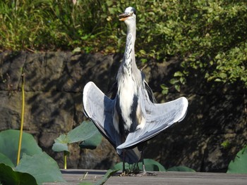 Grey Heron Mizumoto Park Wed, 10/2/2019