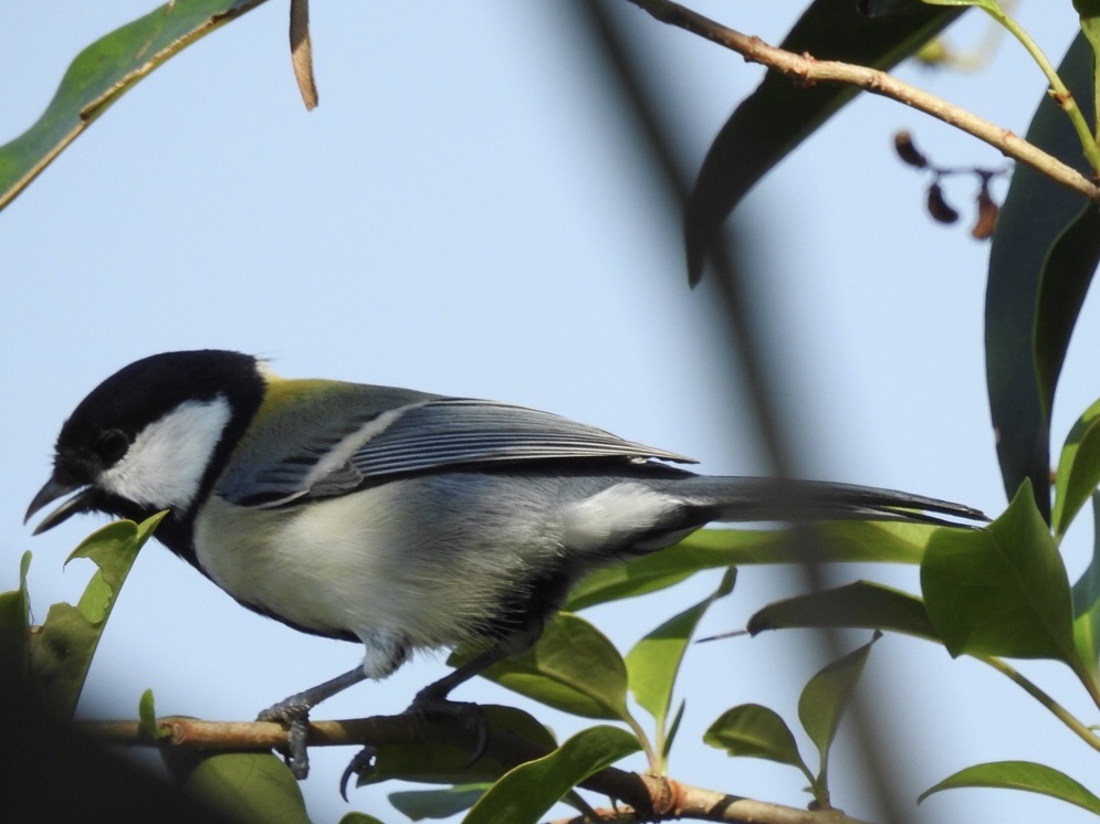 Photo of Japanese Tit at Mizumoto Park by YAMATTE