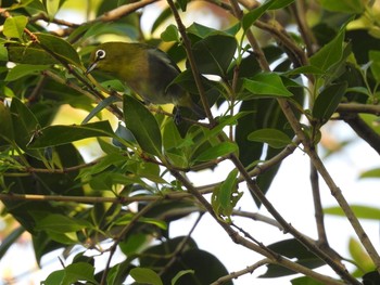 Warbling White-eye Mizumoto Park Wed, 10/2/2019