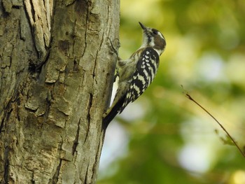 Japanese Pygmy Woodpecker Mizumoto Park Wed, 10/2/2019