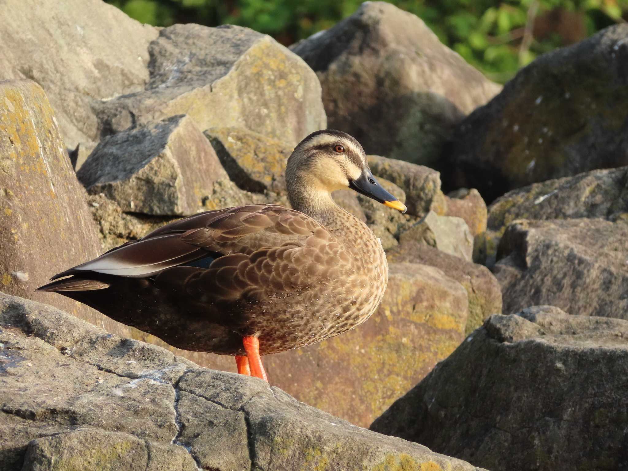 大池親水公園 カルガモの写真