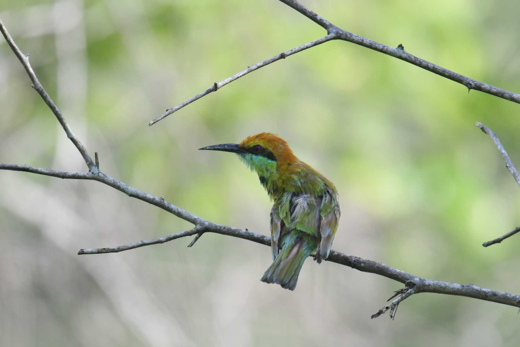 Asian Green Bee-eater