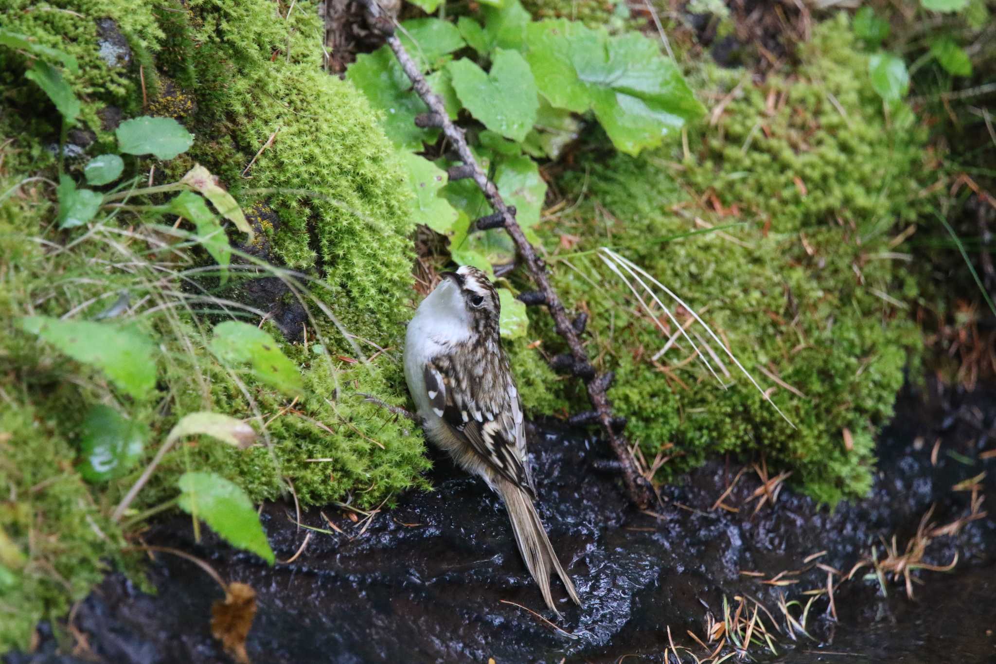 Photo of Eurasian Treecreeper at 山梨県 by 西表山猫