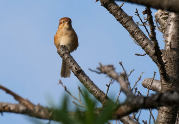 Bull-headed Shrike さくら草公園 Tue, 10/1/2019