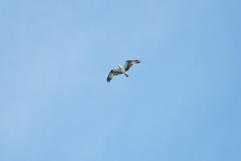 2019年10月4日(金) 伊良湖岬の野鳥観察記録