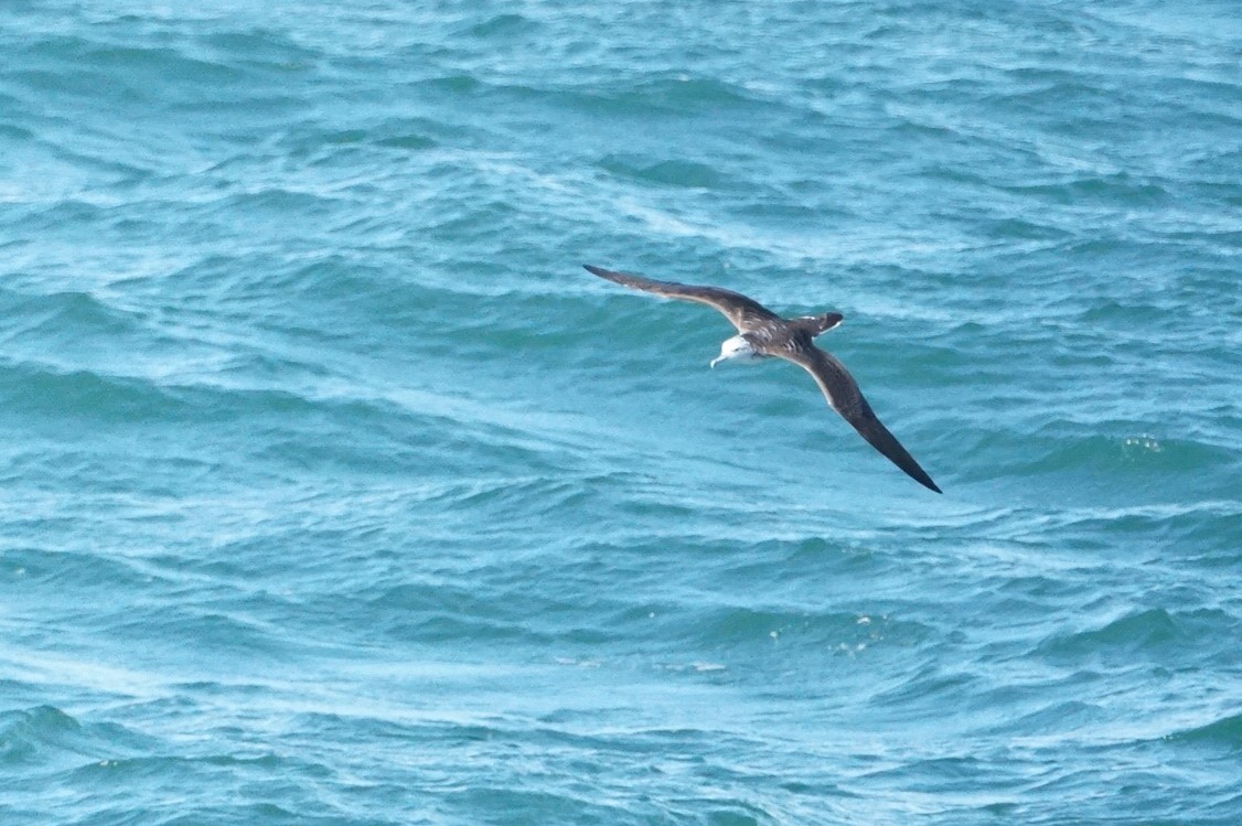 Photo of Streaked Shearwater at Cape Irago by マル