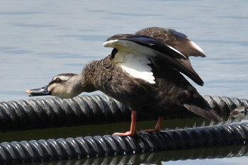 カルガモ 播磨中央公園(兵庫県) 2019年9月1日(日)