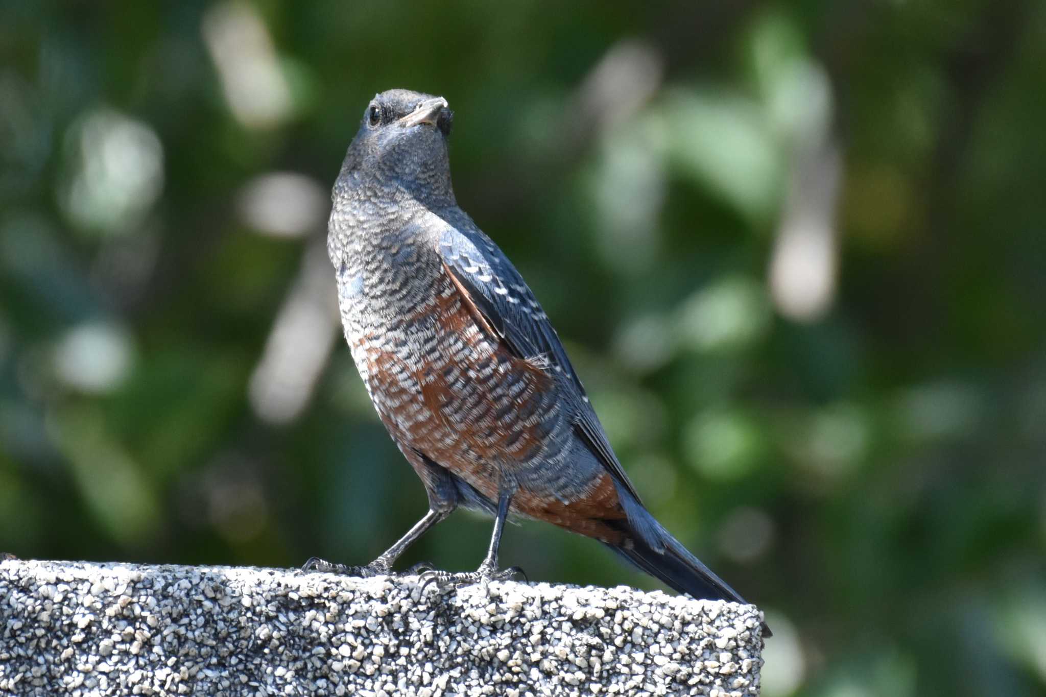 明石公園 イソヒヨドリの写真