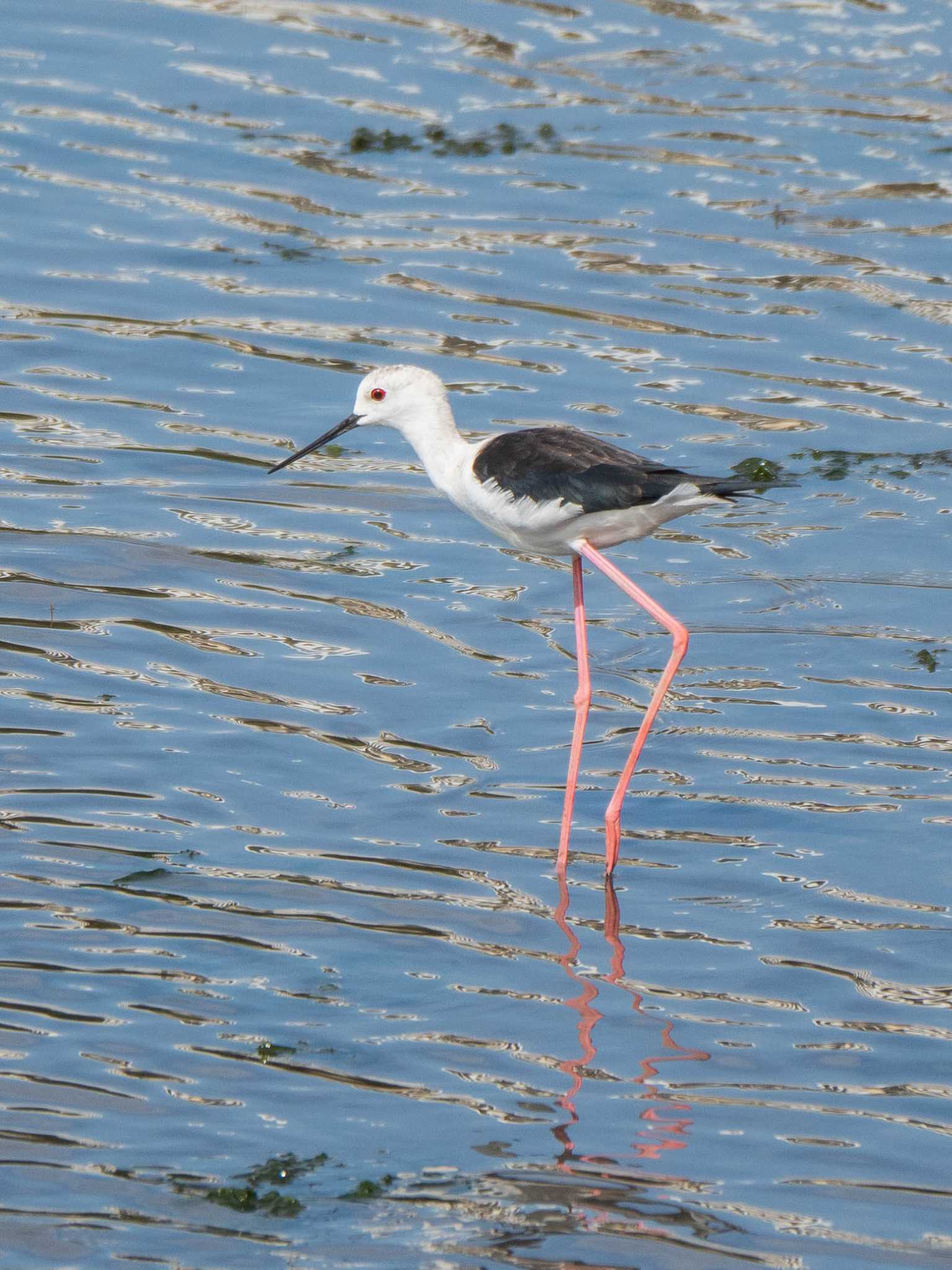 Photo of Black-winged Stilt at Yatsu-higata by ryokawameister