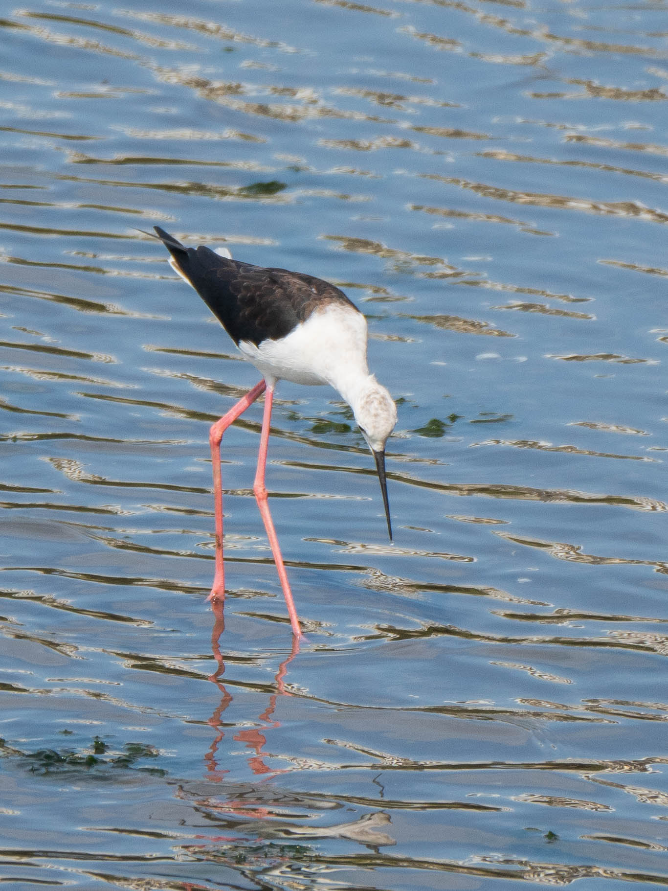 Black-winged Stilt