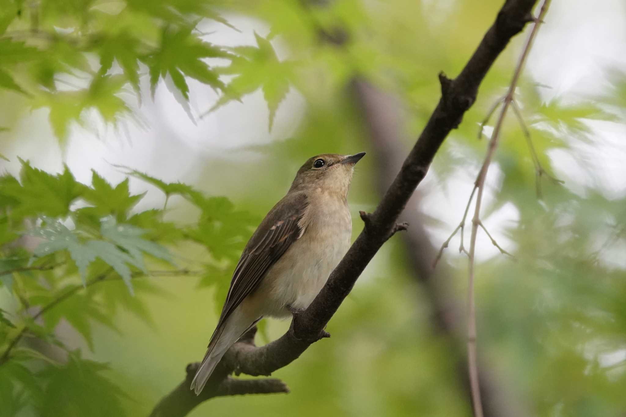 FE 200-600mm F5.6-6.3 G OSS ＋ テレコン×1.4 + クロップ×1.5 で撮影