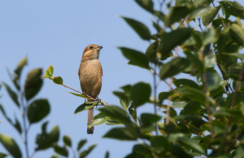 Bull-headed Shrike さくら草公園 Tue, 10/1/2019