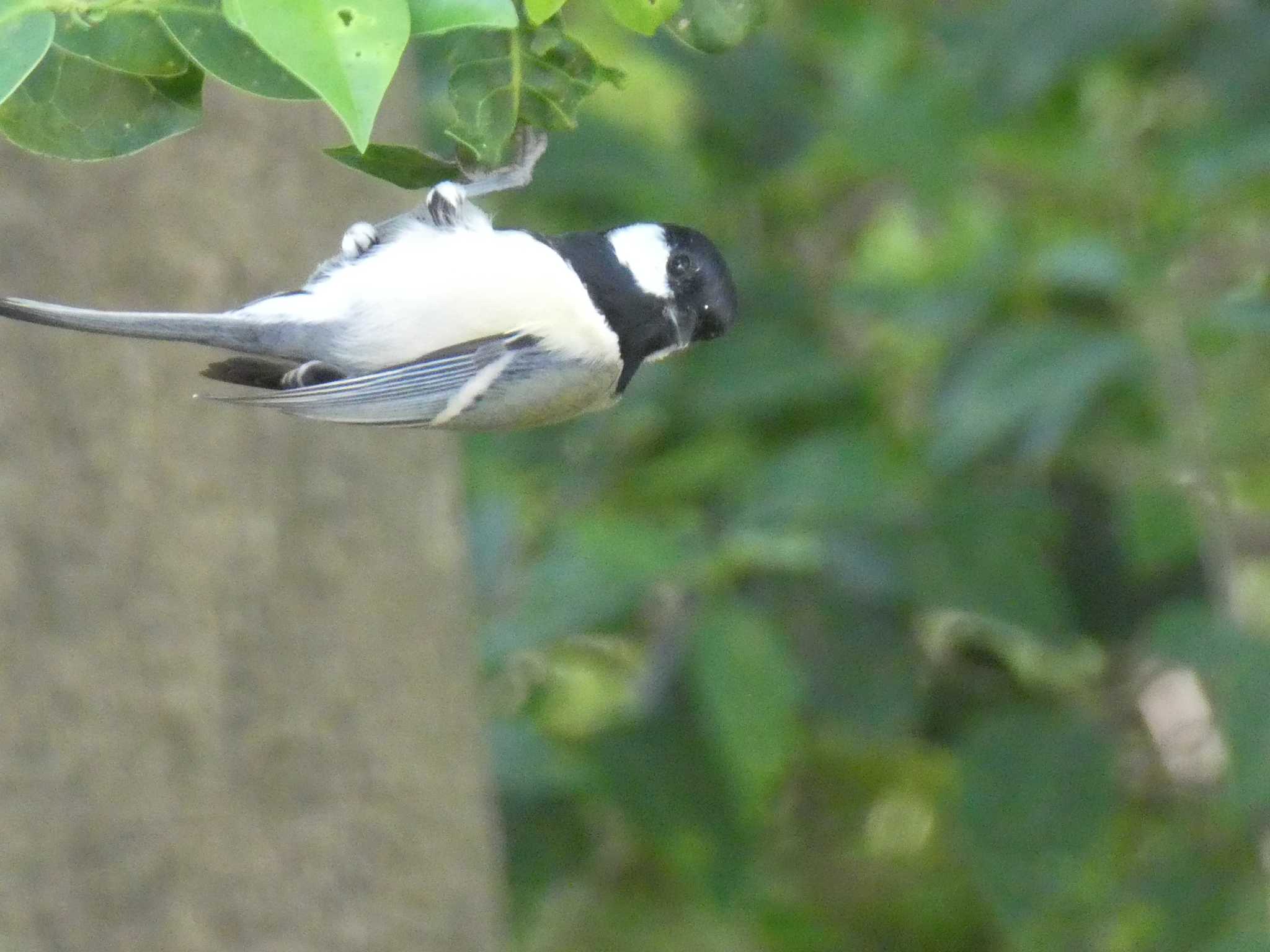 シジュウカラ