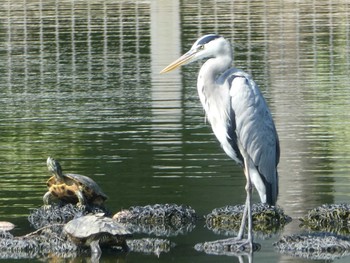 2019年10月2日(水) 都立浮間公園の野鳥観察記録