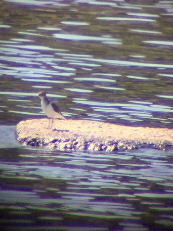 Common Sandpiper 多摩川 Sat, 10/5/2019