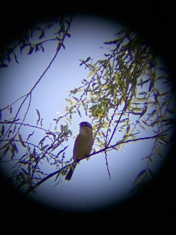 Bull-headed Shrike 多摩川 Sat, 10/5/2019