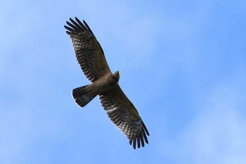 Crested Honey Buzzard Shirakaba-touge Tue, 9/24/2019