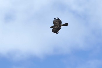 Crested Honey Buzzard Shirakaba-touge Tue, 9/24/2019