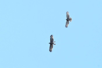 Crested Honey Buzzard Shirakaba-touge Wed, 9/25/2019