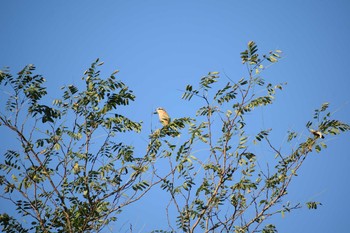 2019年10月5日(土) 多摩川二ヶ領宿河原堰の野鳥観察記録