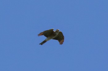 Japanese Sparrowhawk Shirakaba-touge Sat, 10/5/2019