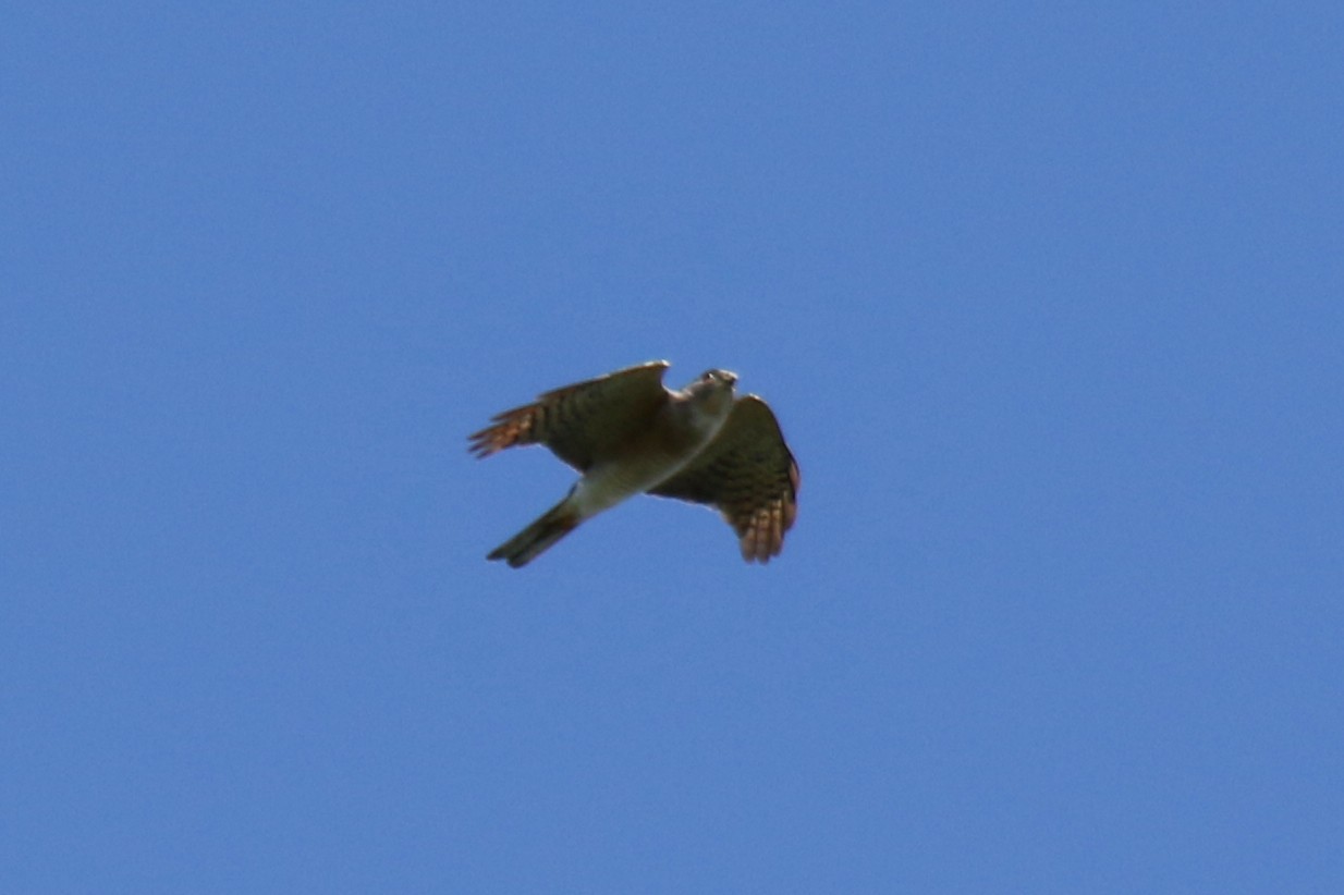 Photo of Japanese Sparrowhawk at Shirakaba-touge by はやぶさくん