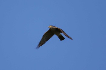 Japanese Sparrowhawk Shirakaba-touge Sat, 10/5/2019