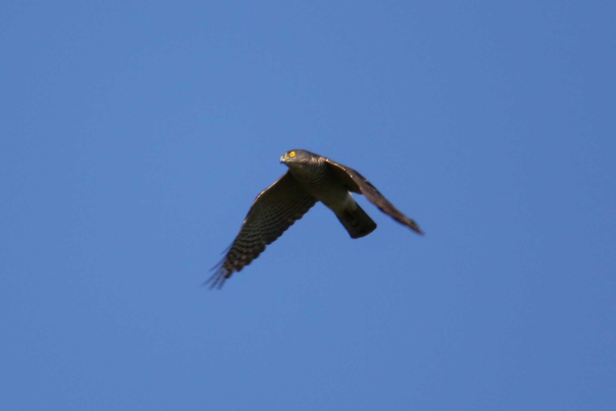 Photo of Japanese Sparrowhawk at Shirakaba-touge by はやぶさくん