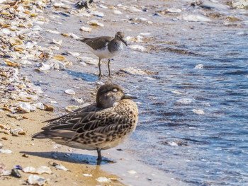 Common Sandpiper 甲子園浜(兵庫県西宮市) Sat, 10/5/2019